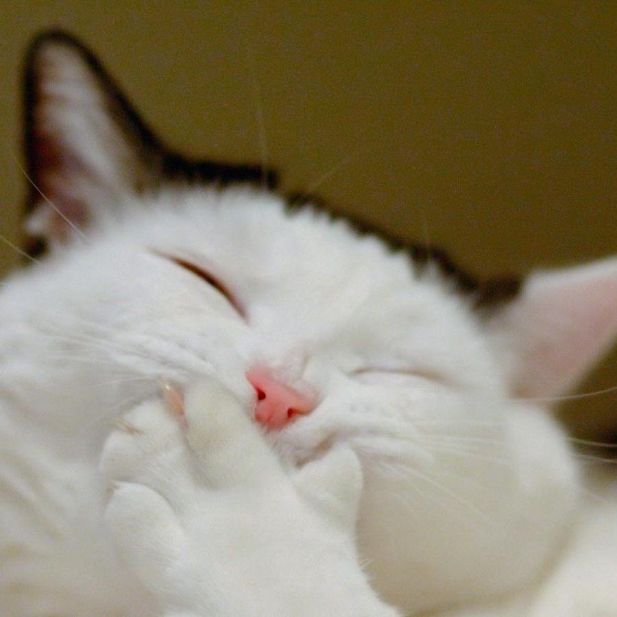 all things funny, always