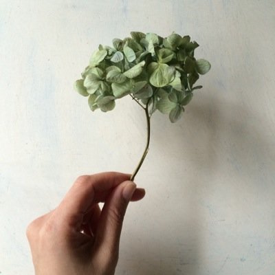 ichi1maru3's profile picture. 植物装家❧... wreath.bouquet.arrangement/yokohama, japan