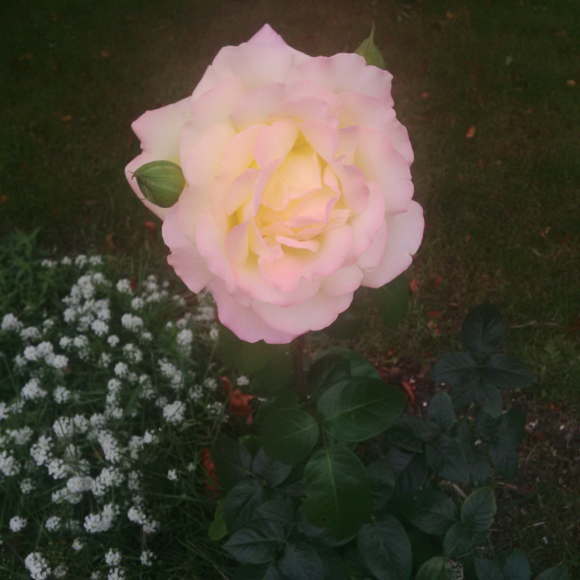 MsYanners's profile picture. Simple is Beautiful