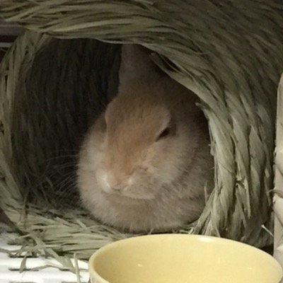 ミニウサギのももちゃん飼って約半年。

可愛すぎて萌え死ぬ。
