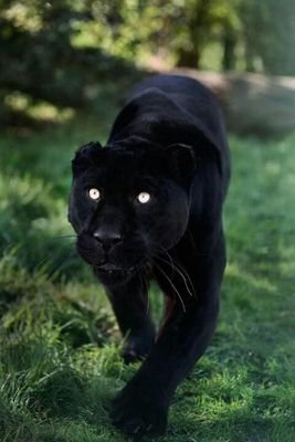 blknativeamericanvetblueridgemountainlifeforce1