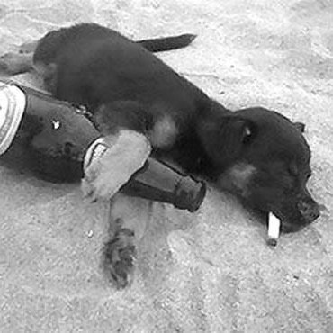 Perro Negro De La Calle