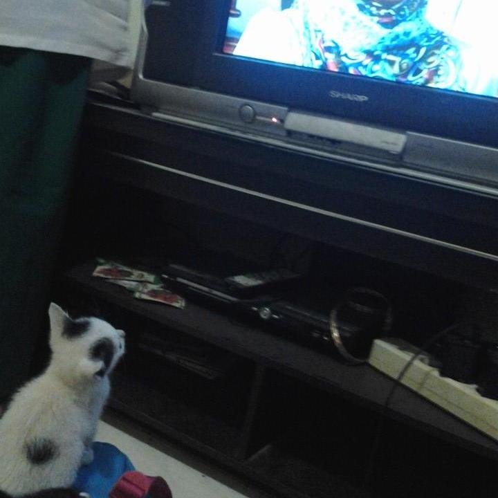 KucingIchapatin's profile picture. 