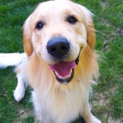 cute_pets_west's profile picture. ❌Disclaimer not all my photos❌ 
Daily cuteness to make you smile.. Pics, submissions and retweets