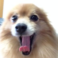 Yosuke (@yosukehiguchi) 's Twitter Profile