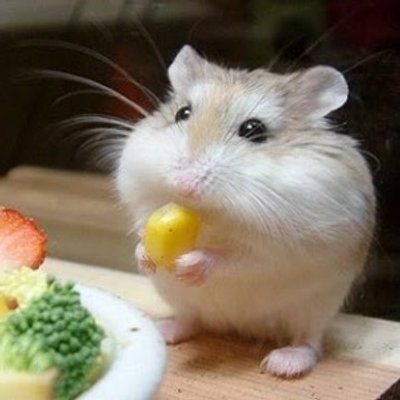 キュートな動物bot Cute Animalbot Twitter キュートな動物bot Cute Animalbot Twitter