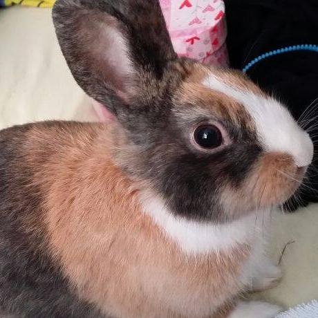 Evolie_'s profile picture. 