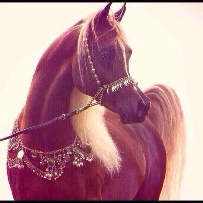 Galo123Galo's profile picture. سبحان الله وبحمده