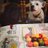 Vicenta_GaTo's profile image