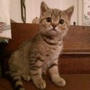 Diane Gavin - @dcdb37af87074bc - Twitter