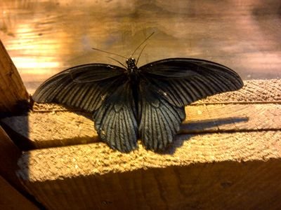 jenevo8's profile picture. 