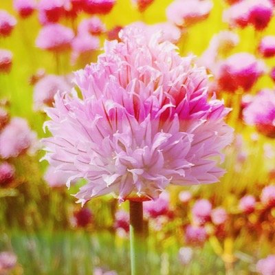 Esperluete_aml's profile picture. 