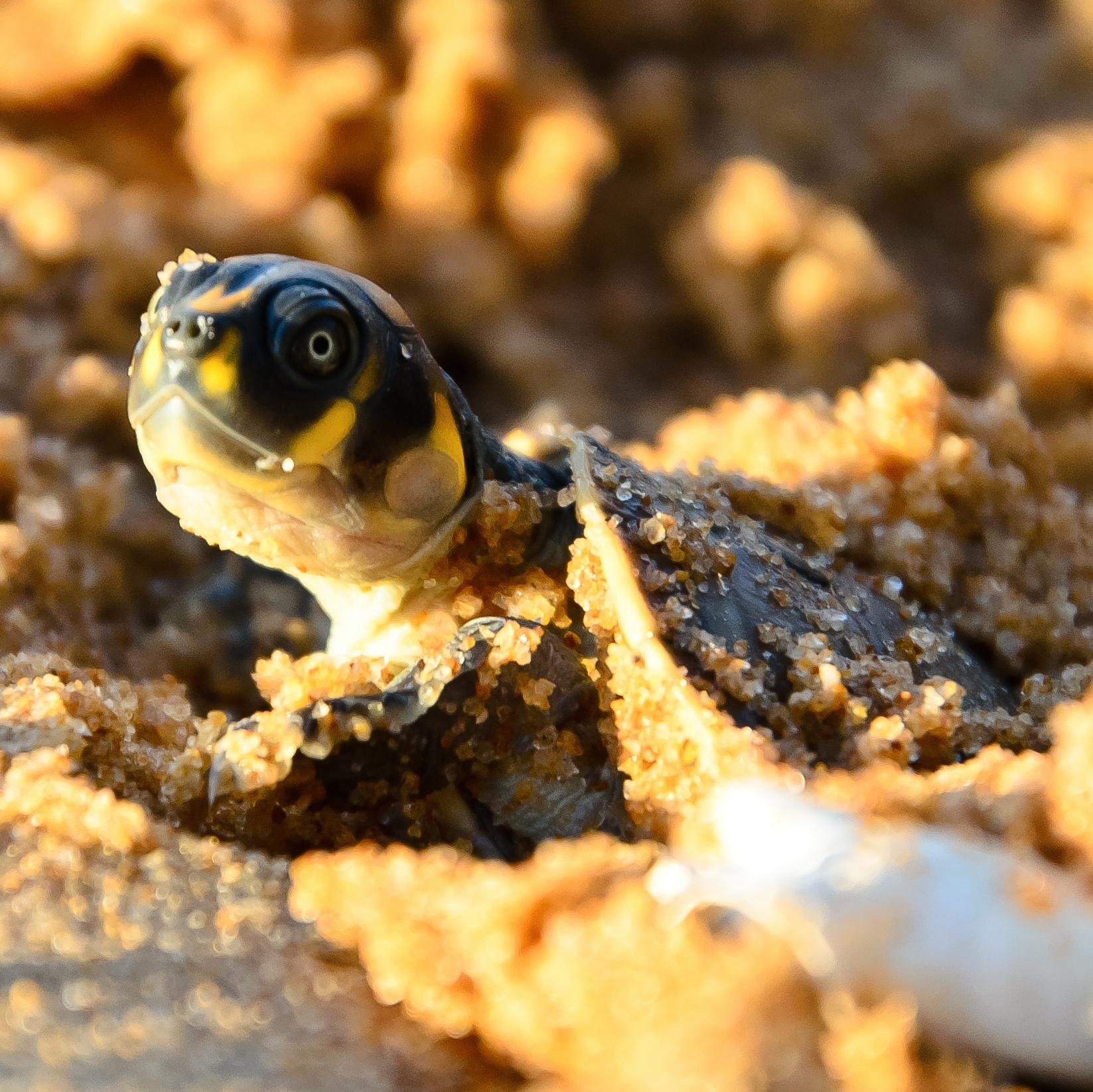 Programa de conservación de tortugas del Rio Bita, Vichada, Colombia