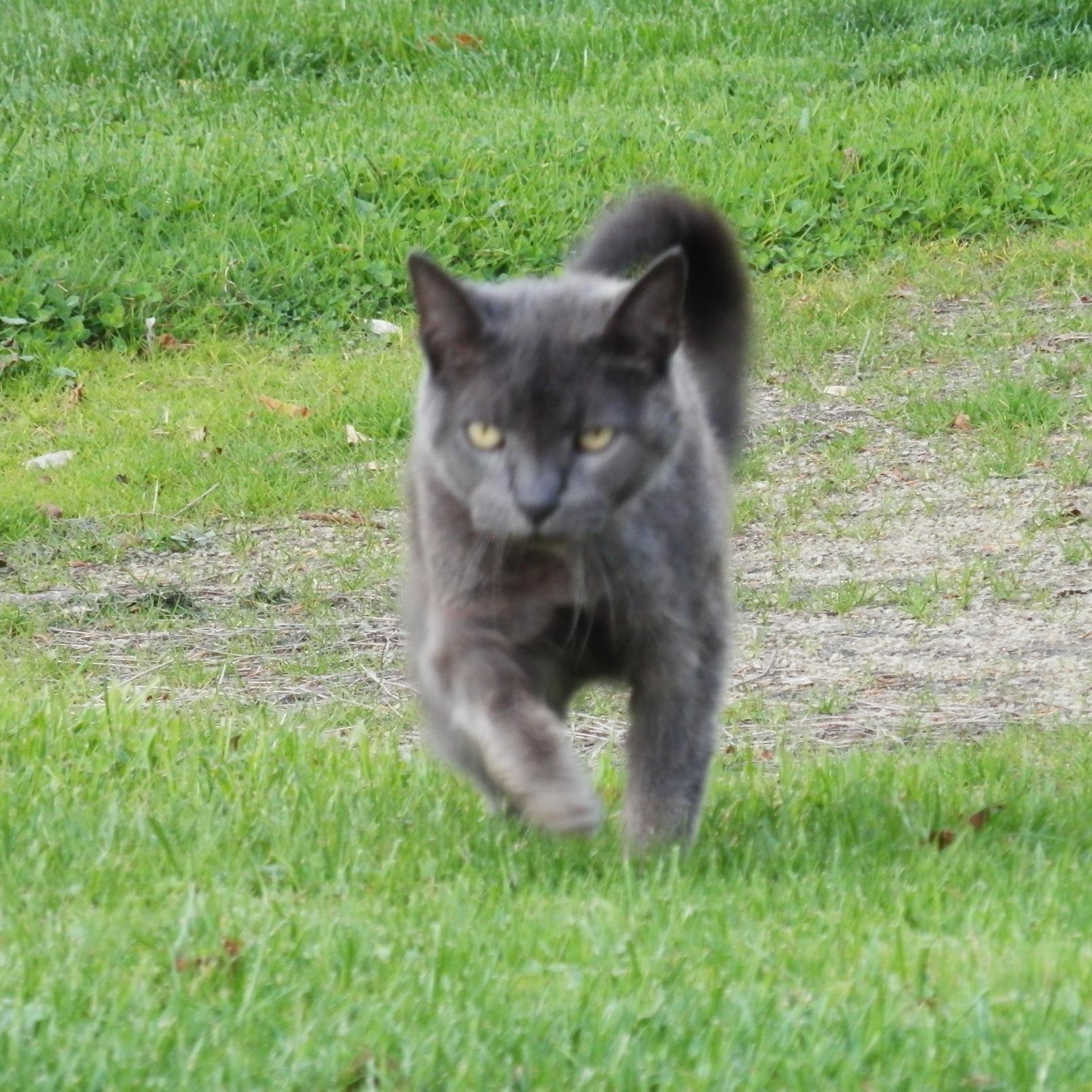 Smokeythe_Cat3's profile picture. 