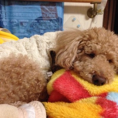 NeoVeneziaaqua's profile picture. 