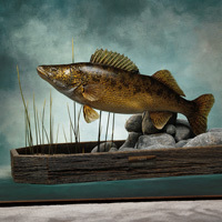 Wildlife Art, hunting and fishing has been my life-long passion. I build my image on excellence and set the standard in fish replicas.