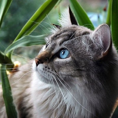 Young silver grey tabby she-cat with white underbelly, blue-gray eyes and long, soft fur. ShadowClan Mate: None.