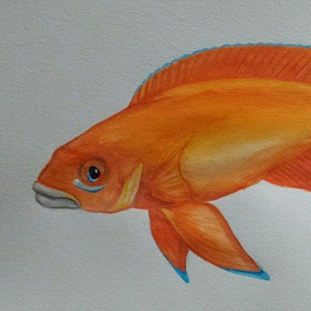 acstfishboss's profile picture. Tropical Fish Breeder