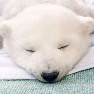しろくまゲーム実況チャンネル Yuma0607blrs1 Twitter しろくまゲーム実況チャンネル Yuma0607blrs1 Twitter