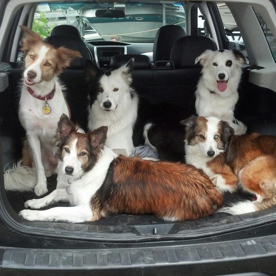 Chiropractic
Nutrition
Border Collies