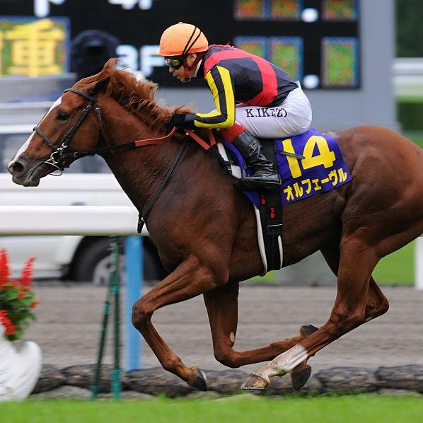 趣味は競馬です。競馬ニュースや過去のレース結果をクイズ形式にしたりして、つぶやいていきます。よろしくお願いいたします。好きな馬はオルフェーヴル、デュランダルですm(_ _)m 相互フォローはできるかぎりしていきます！