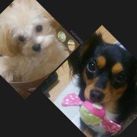 ちろる嬢とぱんな姫 (@chiropanna) Twitter profile photo