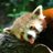 Saki453's profile image