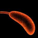 Moving in the right direction #flagella