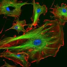 I am the Cytoskeleton, I hold the cell together.