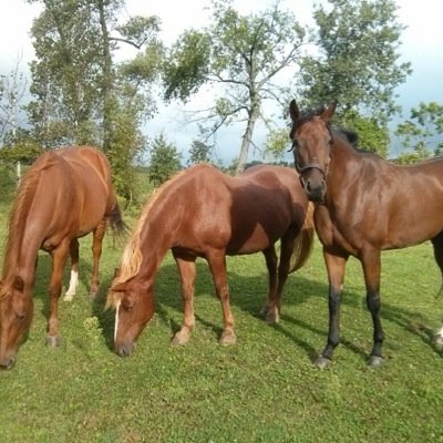 SpriFlea's profile picture. 