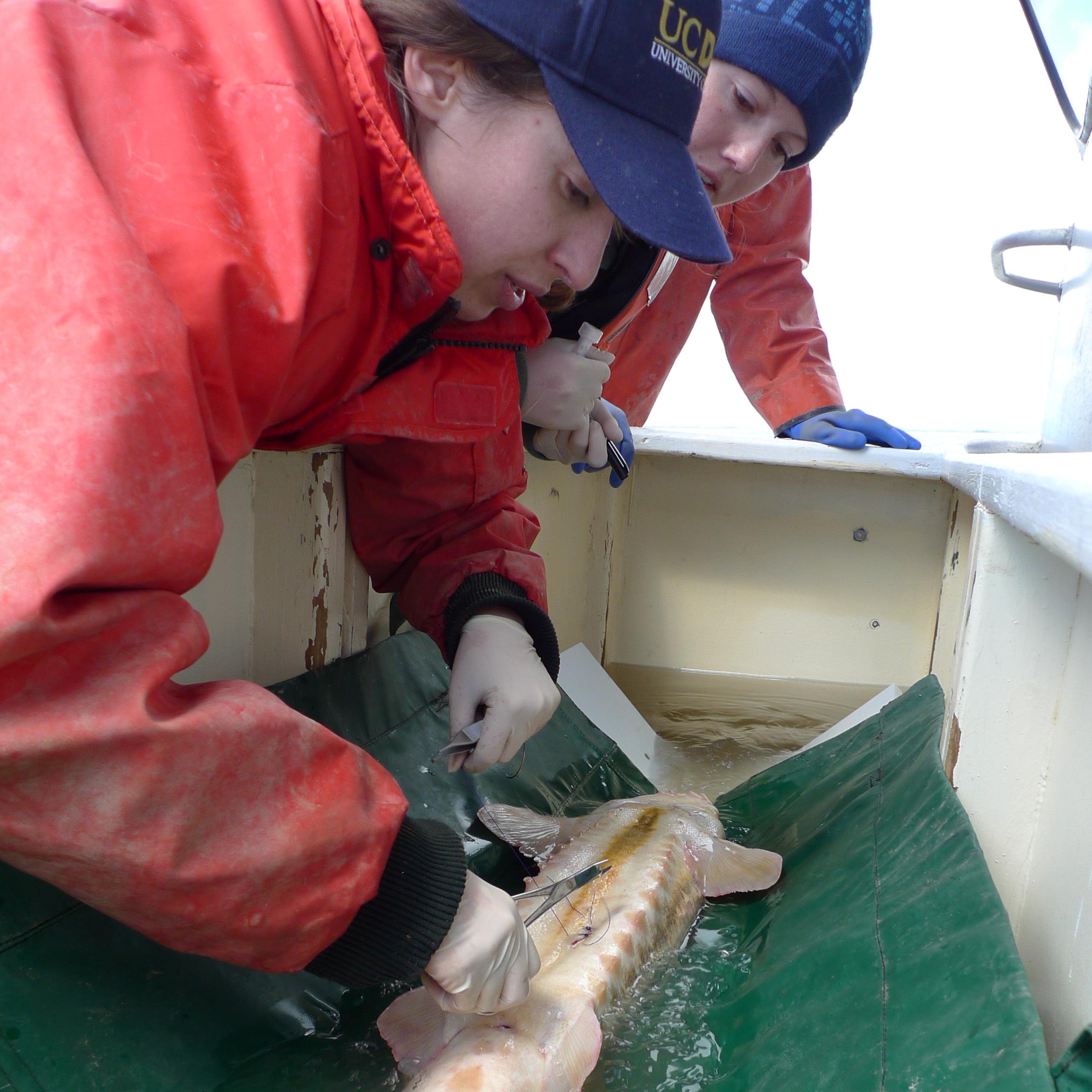 Marine ecologist. PhD @UCDavis. Fisheries, seaweed, #scicomm, migrations, telemetry, stable isotopes, #sciart, tidepooling. she/her