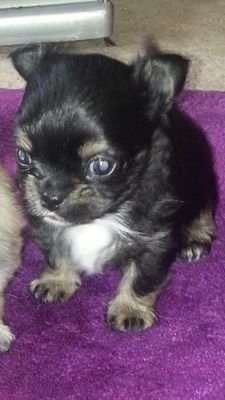 Chihuahua owner, lover & breeder, based in Buckinghamshire, Nr. London in England. I'm also an insomniac a mother, and loyal friend, amongst other things....