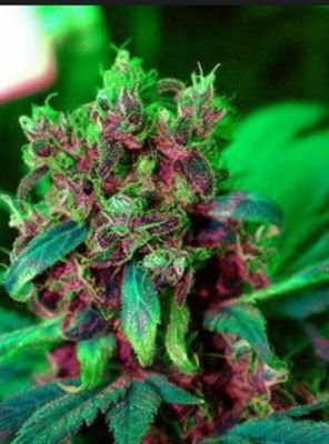 blowin on loud  stoner girls are the sexiest  come get high with me and do all this shit