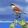 birdinglatvia's profile picture. Professional bird tour guiding.
All about birds and birding in Latvia.
Most recent bird news.