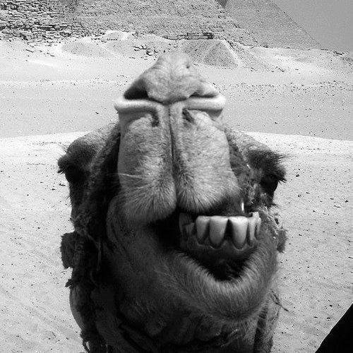 _scriptette3's profile picture. 