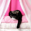 _kitty_prince_ - @_kitty_prince_ - Twitter