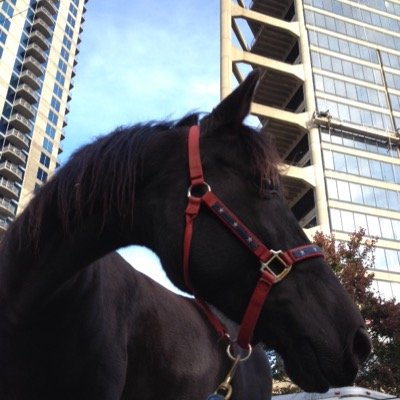 Working on my BA in English Writing/Pub. Aspiring Endurance rider. My horses are Mia, Baby, Rambo, Odyssey, and Chocolate Chip.