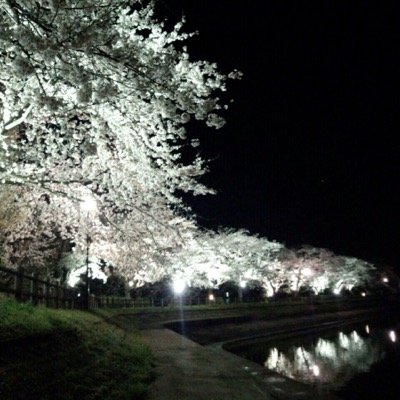茨城県下妻市にある砂沼。 その砂沼を観光地として紹介しています。 砂沼の桜をみんなに伝えます。下妻市の情報も発信していきます。 復活に向け、始動します。