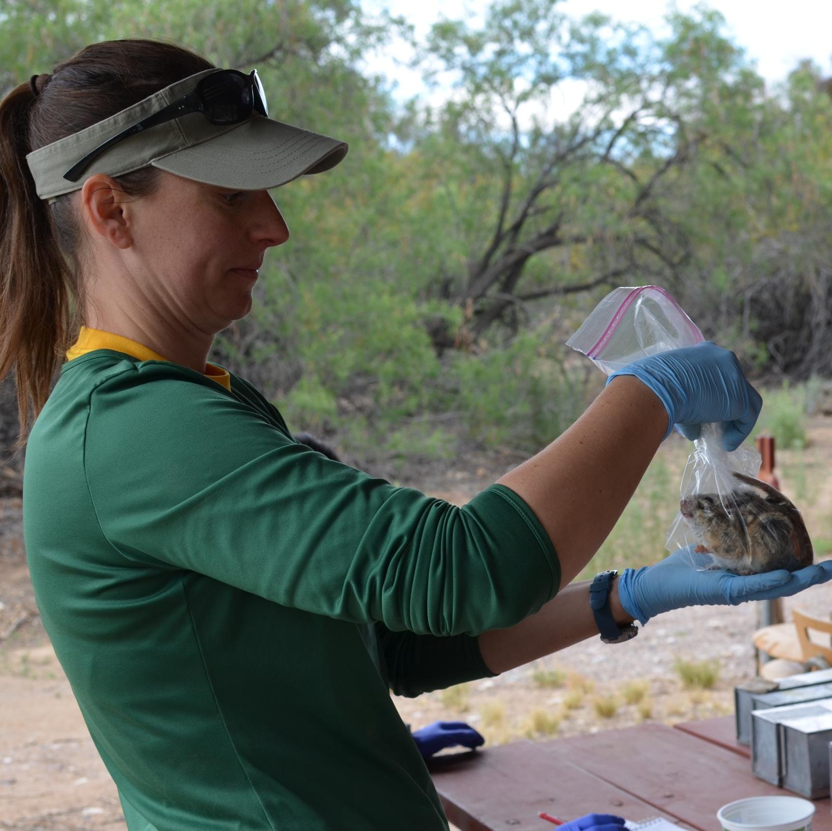 Asst Prof @ColoradoMesaU, studier of mammalian physiology & ecology, alumna of @IthacaCollege & @UofUBiology, here for #2024MMM, tweets my own, she/her/hers