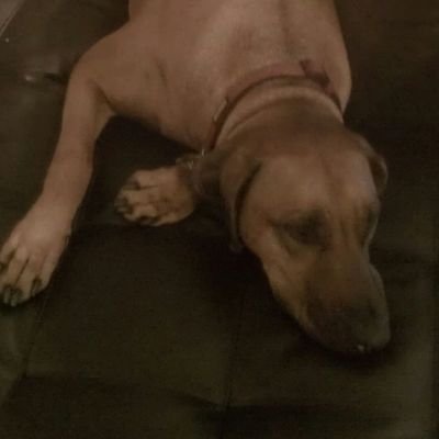 JodiFNP's profile picture. 