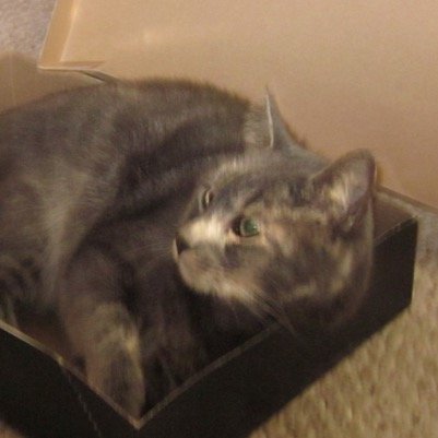 mykitty1999's profile picture. bio pic creds: @mellythibs