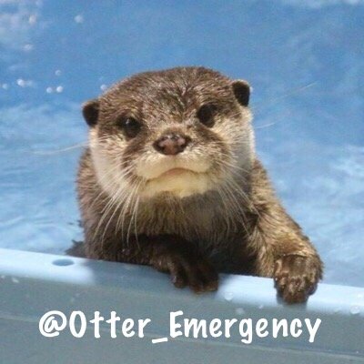 You OTTER follow :) send your cutest otter pics! *we claim no ownership for these delightful photos and will take them down at owner's request*