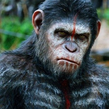hello, its Caesar the ape (: i'm Recruiting 10 people to be my familly member i'll be choosing at 4:30 GOODLUCL MY FELLOW APES