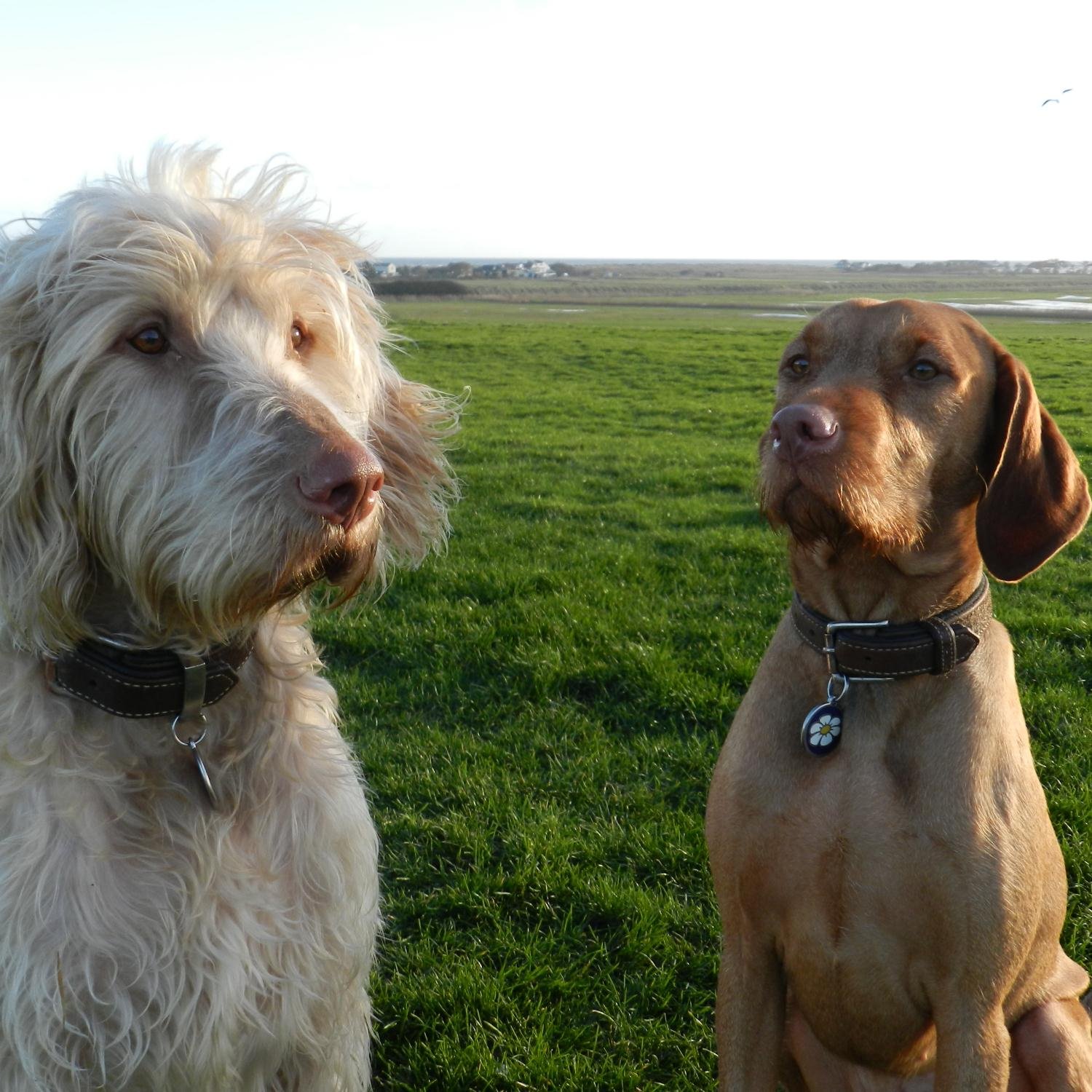 Two hounds hungry for Gatwick to revert to old flight paths so they can hear the wildlife on their walks