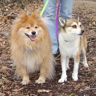 HaveAHeartNY's profile picture. Have a Heart is the one last chance for pets who are likely to be euthanized. You can help us... Adopt a pet today!