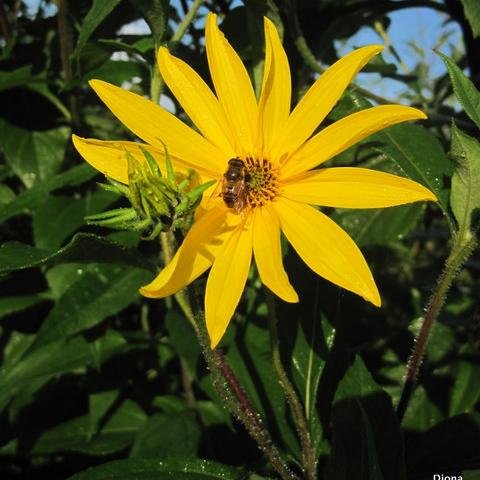 Dionagroen's profile picture. Duurzame wereld slow social media