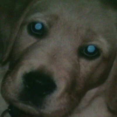 bone_pam's profile picture. 