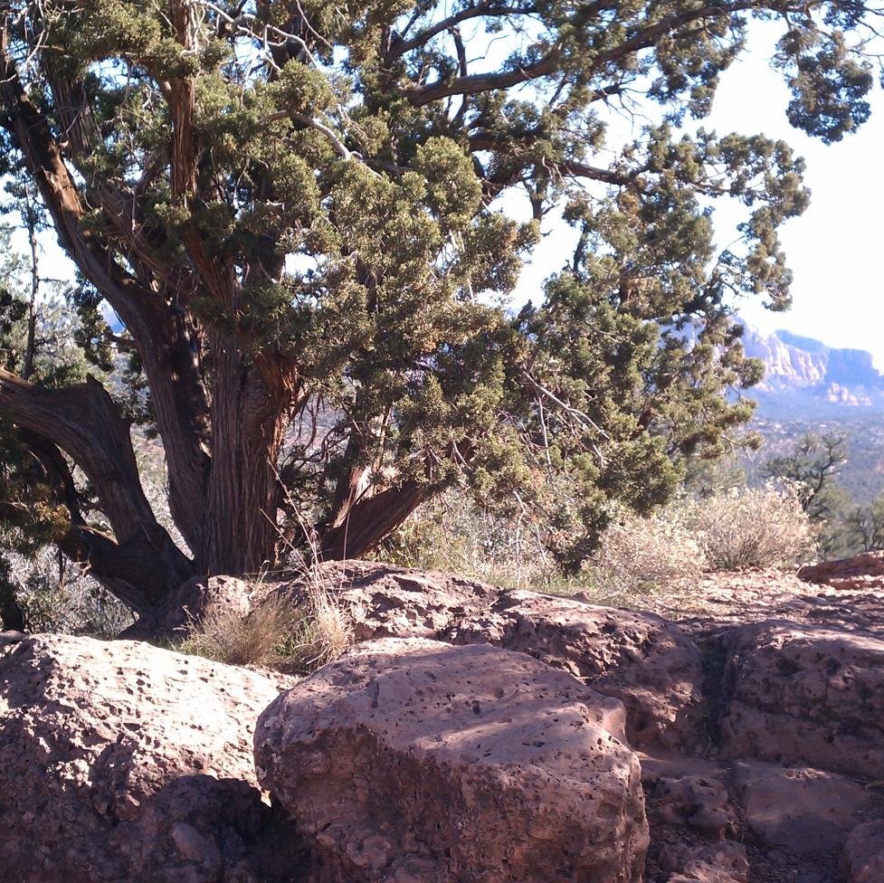 linraeonline's profile picture. wife, mother, grandmother, great grandmother, entrepreneur, cancer survivor  https://t.co/LfUBygTrfx   /   https://t.co/6dVMaA7dmm…