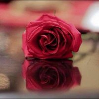 د. ابتسام العتيبي (@soma_turki) 's Twitter Profile Photo