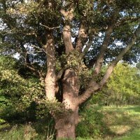 RHS Outdoor Learning (@outdoorrhs) 's Twitter Profile